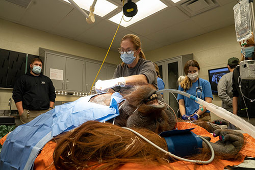 Sulongo, an orangutan, also received a heart monitor