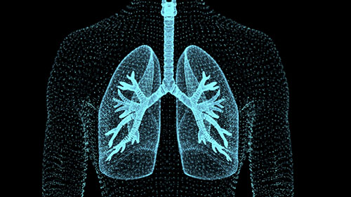 Lungs Image